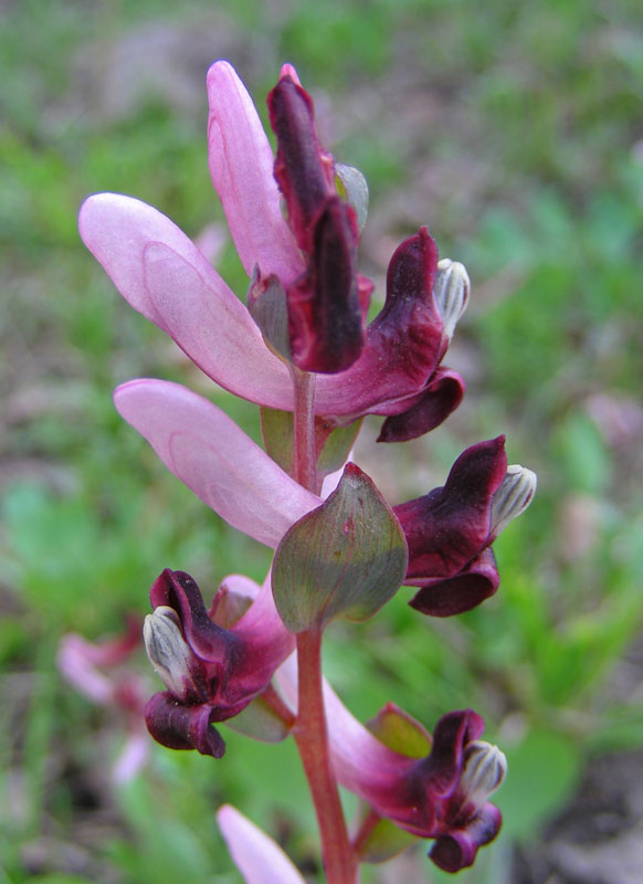 Изображение особи Corydalis ledebouriana.