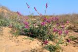 Astragalus varius