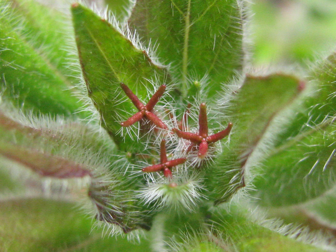 Image of Oenothera pilosella specimen.