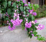 Bougainvillea glabra. Цветущая ветвь, свисающая с ограды дома. Хорватия, Истрия, пос. Баньоле. 03.09.2012.