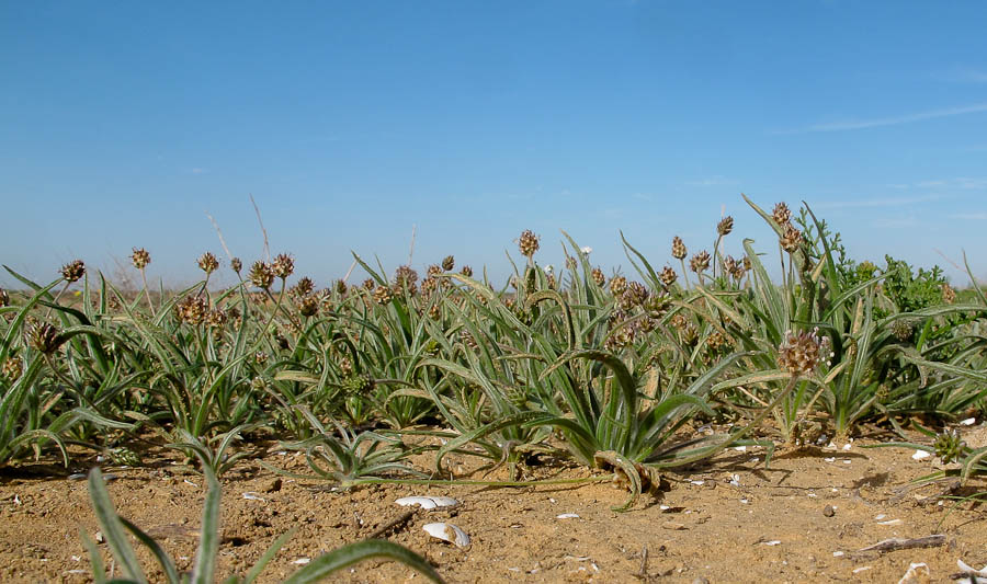 Image of Plantago ovata specimen.