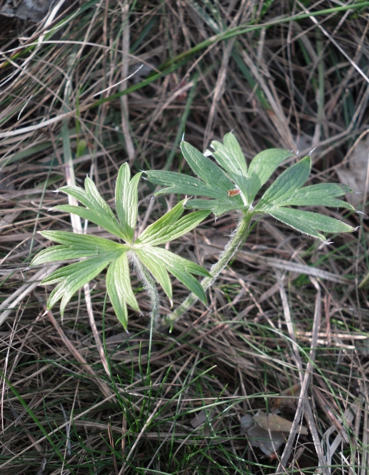 Image of Pulsatilla patens specimen.