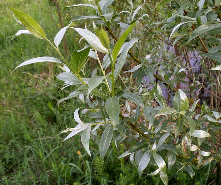 Image of Salix alba specimen.