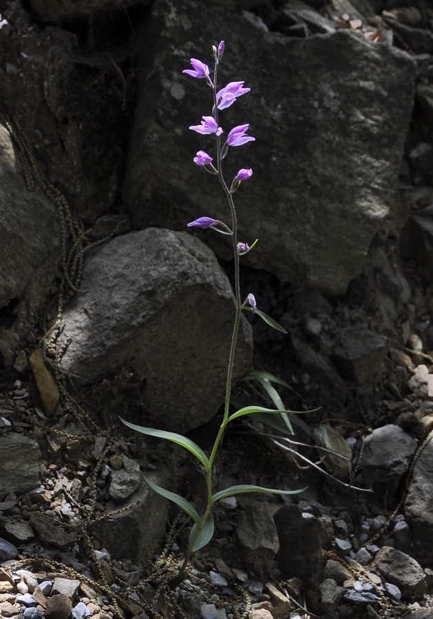 Image of Cephalanthera rubra specimen.