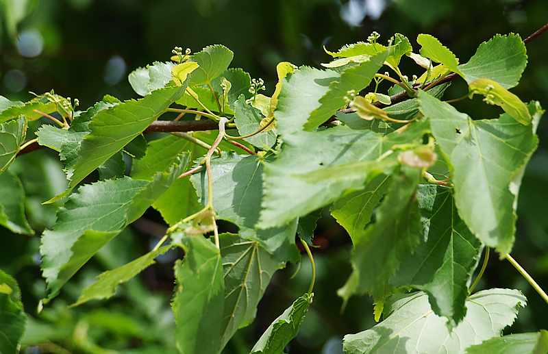 Изображение особи Tilia cordata.