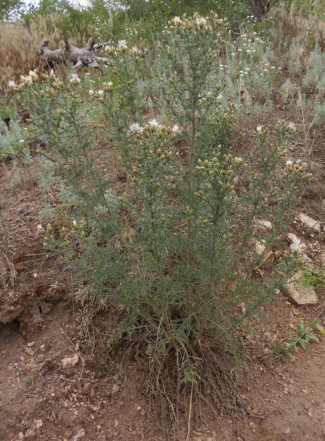 Image of Centaurea biebersteinii specimen.