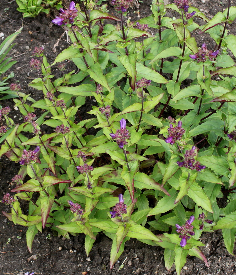 Image of Penstemon serrulatus specimen.