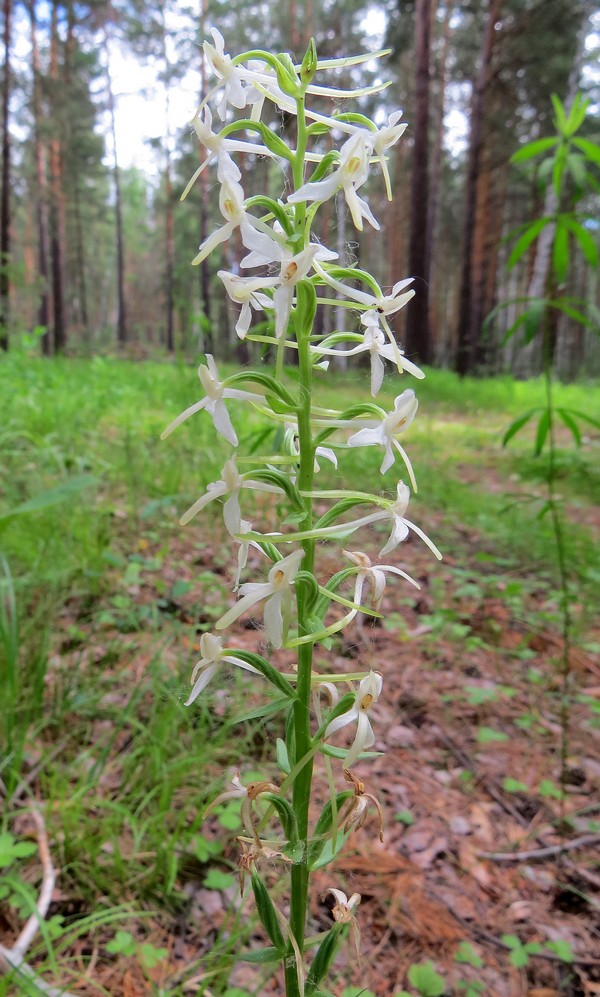 Image of Platanthera bifolia specimen.