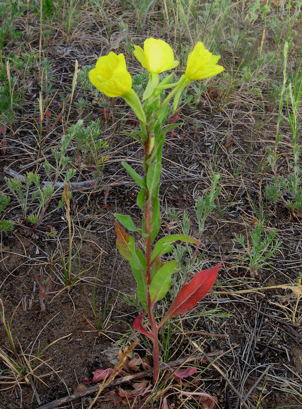 Изображение особи Oenothera rubricaulis.