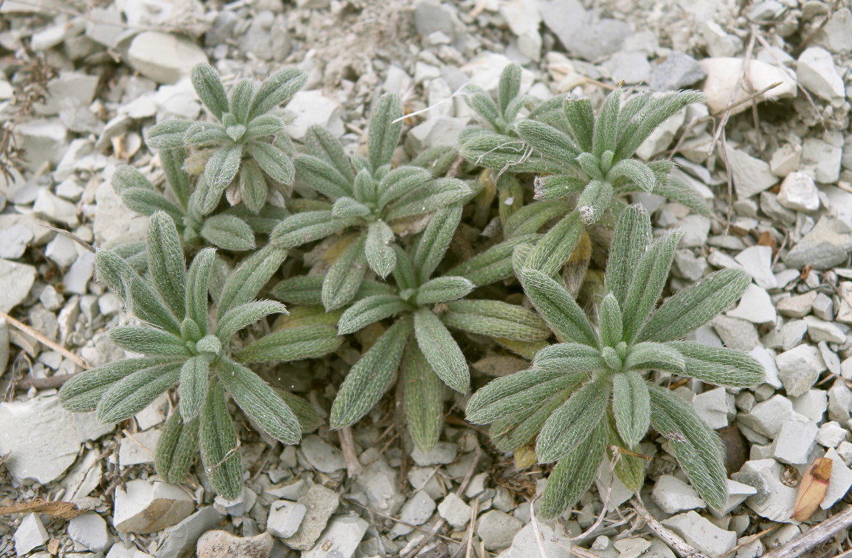 Image of Onosma taurica specimen.