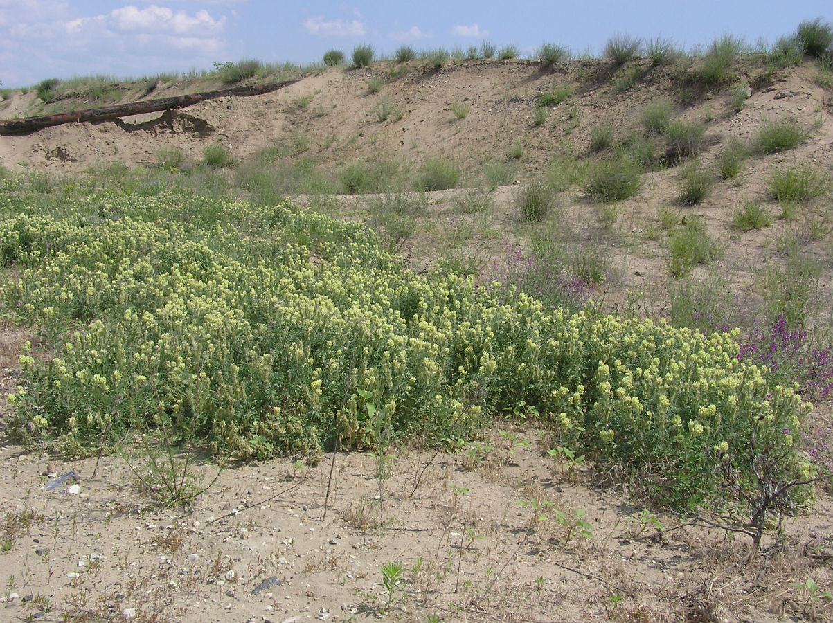 Image of Oxytropis pilosa specimen.