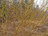 Salix nipponica