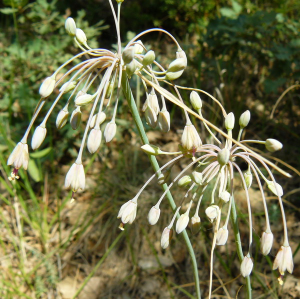 Image of Allium paczoskianum specimen.