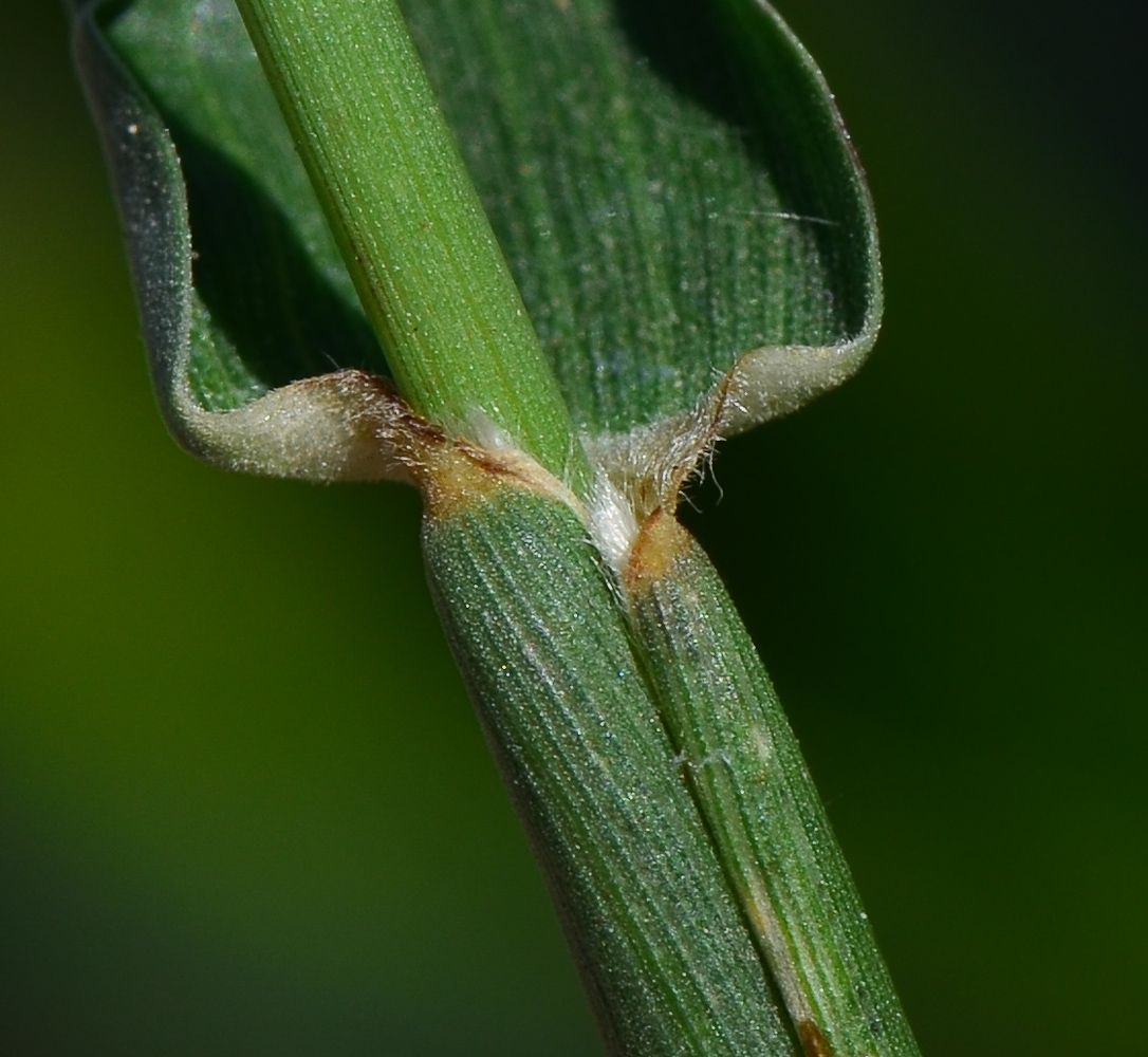 Image of Cenchrus echinatus specimen.