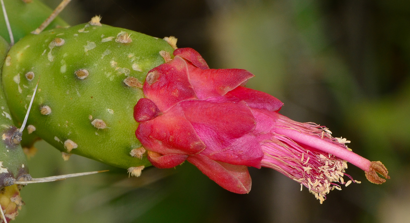 Image of Opuntia cochenillifera specimen.