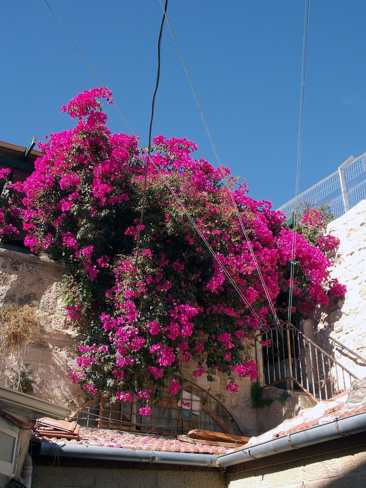 Image of Bougainvillea spectabilis specimen.