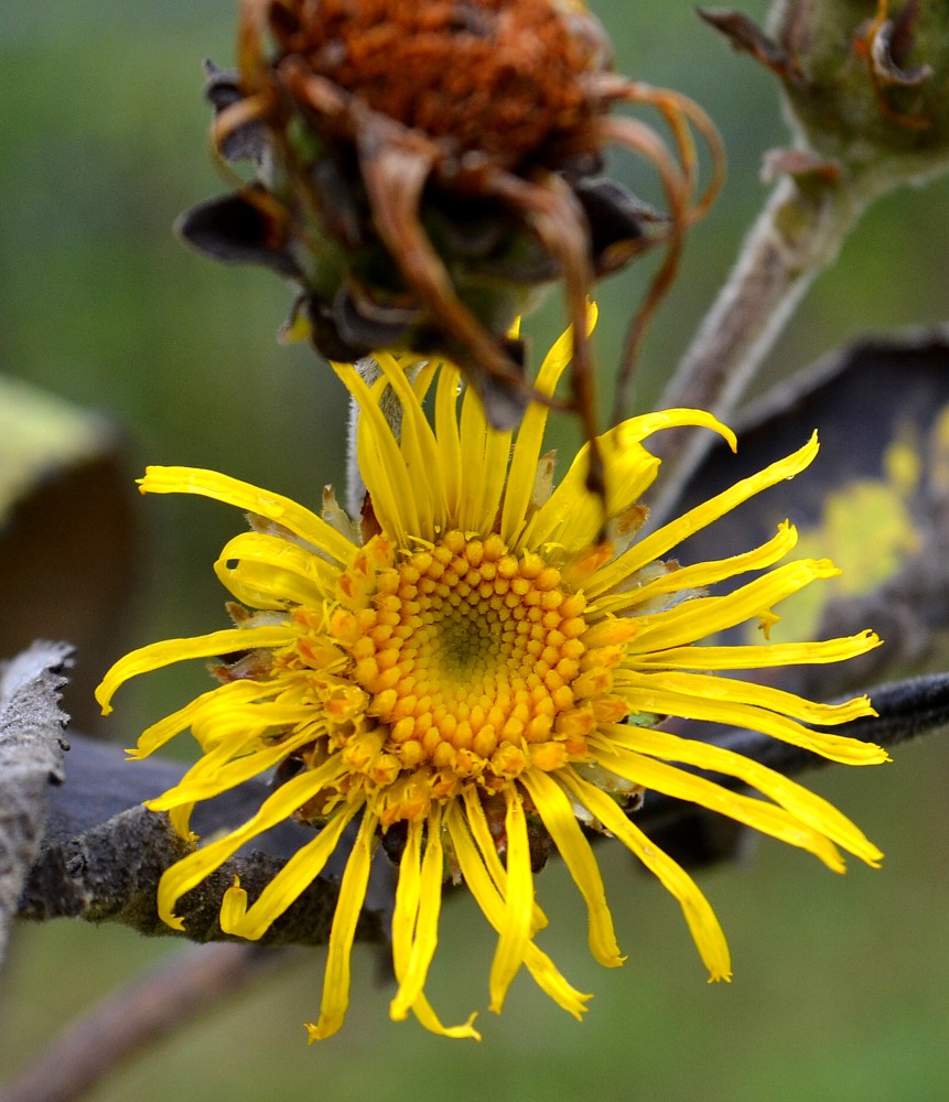 Изображение особи Inula helenium.