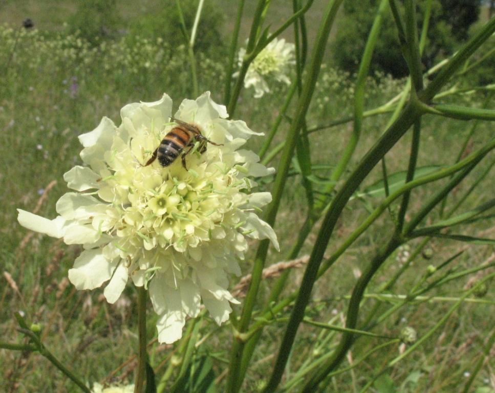 Изображение особи Cephalaria litvinovii.