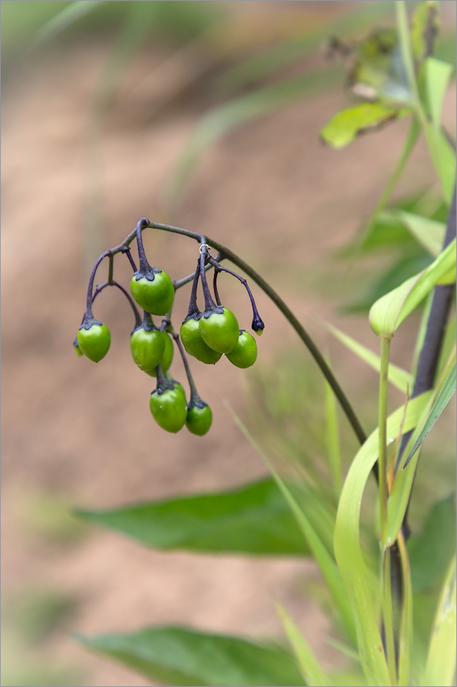 Image of Solanum dulcamara specimen.