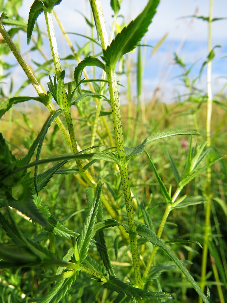 Изображение особи Rhinanthus aestivalis.