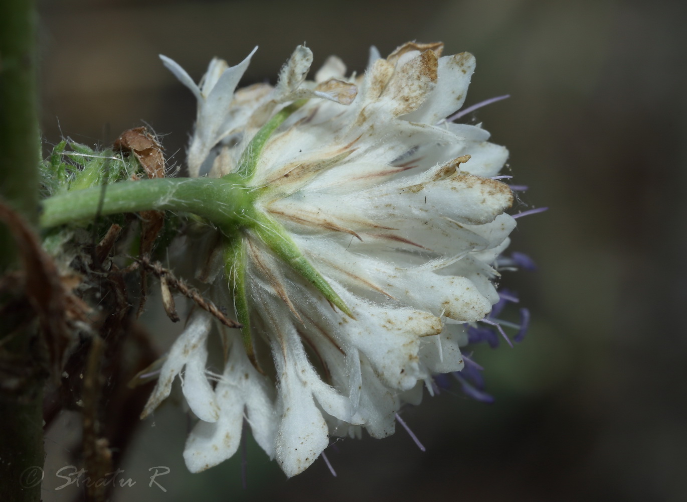 Image of Cephalaria transsylvanica specimen.