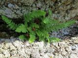 Woodsia ilvensis