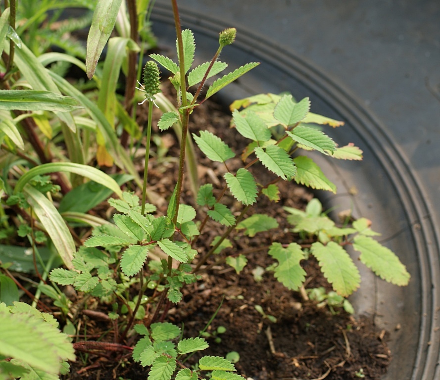 Image of Sanguisorba stipulata specimen.