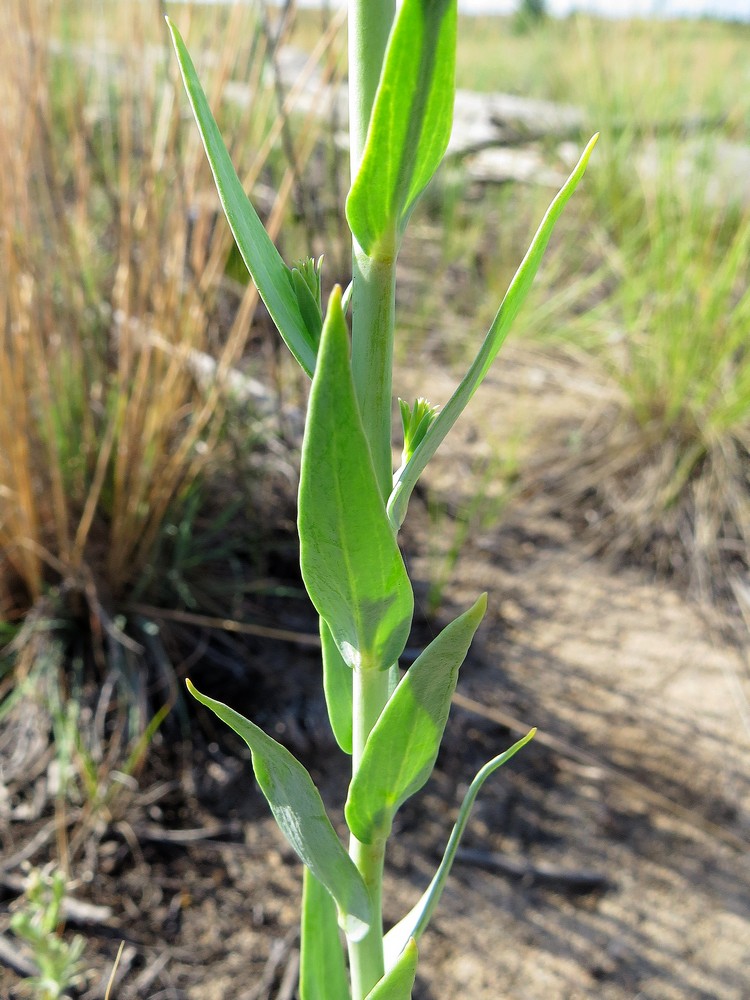 Image of Linaria genistifolia specimen.