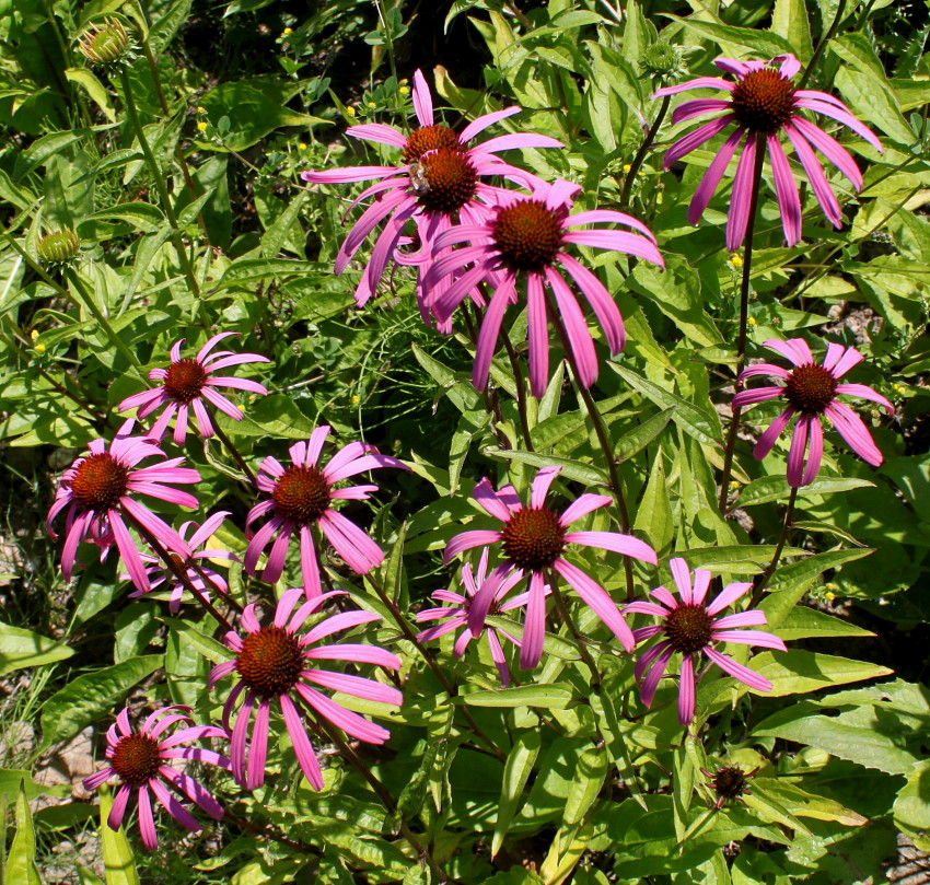 Изображение особи Echinacea purpurea.