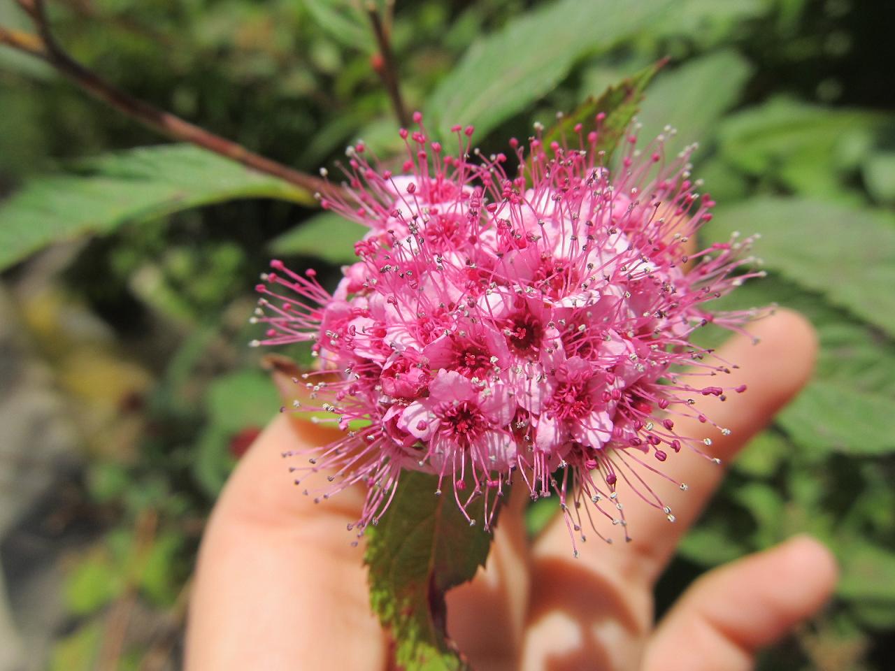 Image of Spiraea japonica specimen.