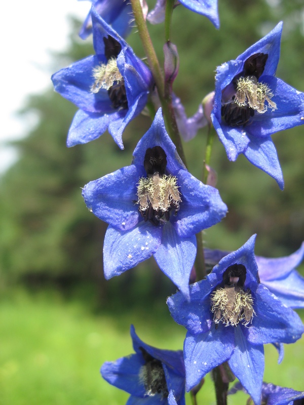 Image of Delphinium retropilosum specimen.