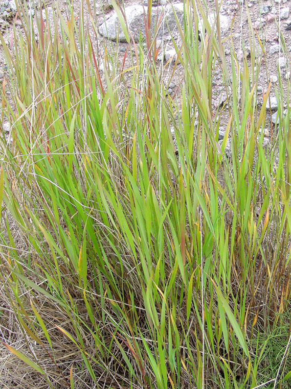 Image of Elymus mutabilis specimen.