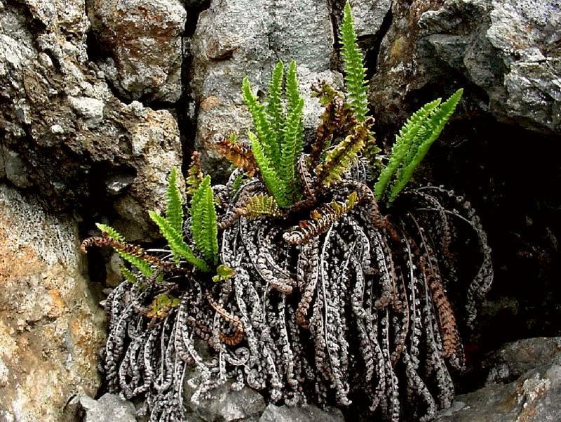 Image of Dryopteris fragrans specimen.