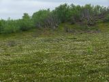 Rubus chamaemorus. Аспект цветущих растений. Мурманская обл. Североморский р-н, сфагновое болото на вершине сопки. 28.06.2008.