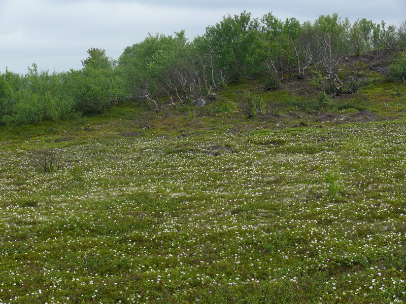 Image of Rubus chamaemorus specimen.