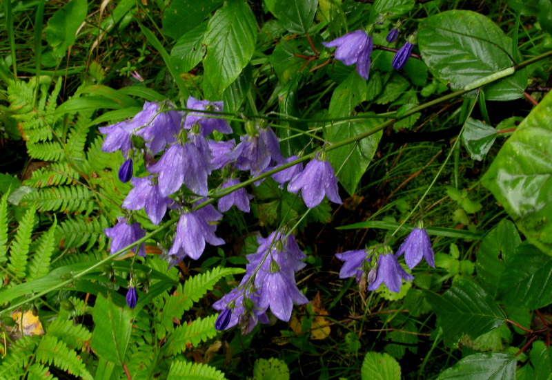 Image of Adenophora lamarckii specimen.