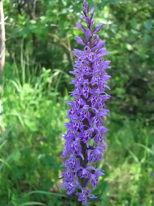 Image of Dactylorhiza fuchsii specimen.