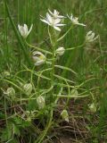 Ornithogalum woronowii. Цветущее растение. Крым, Байдарская долина. 4 мая 2015 г.