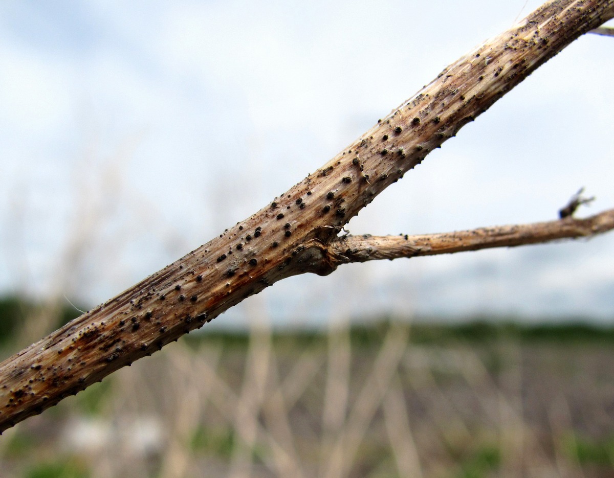 Image of Melilotus albus specimen.