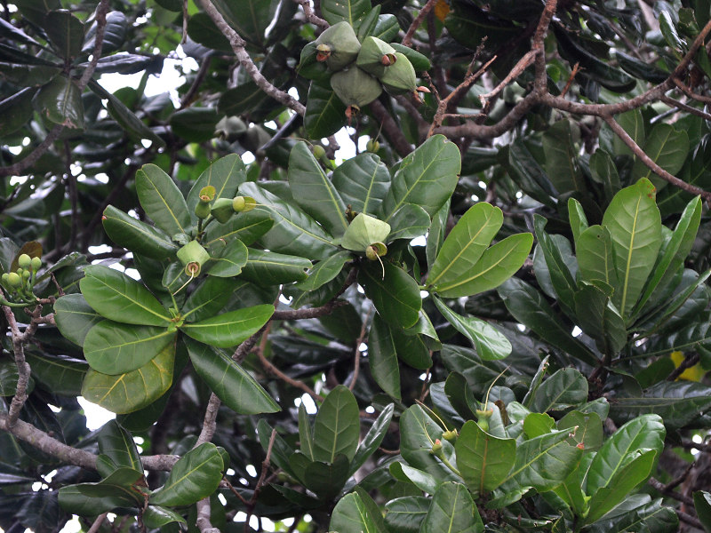 Image of Barringtonia asiatica specimen.