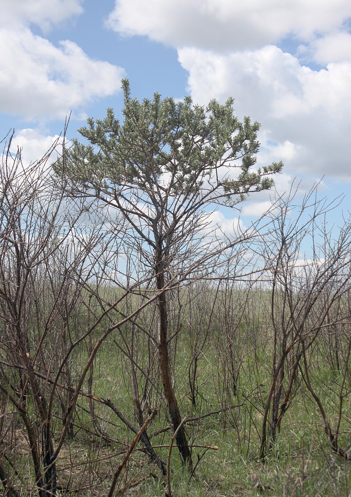 Image of Hippophae rhamnoides specimen.