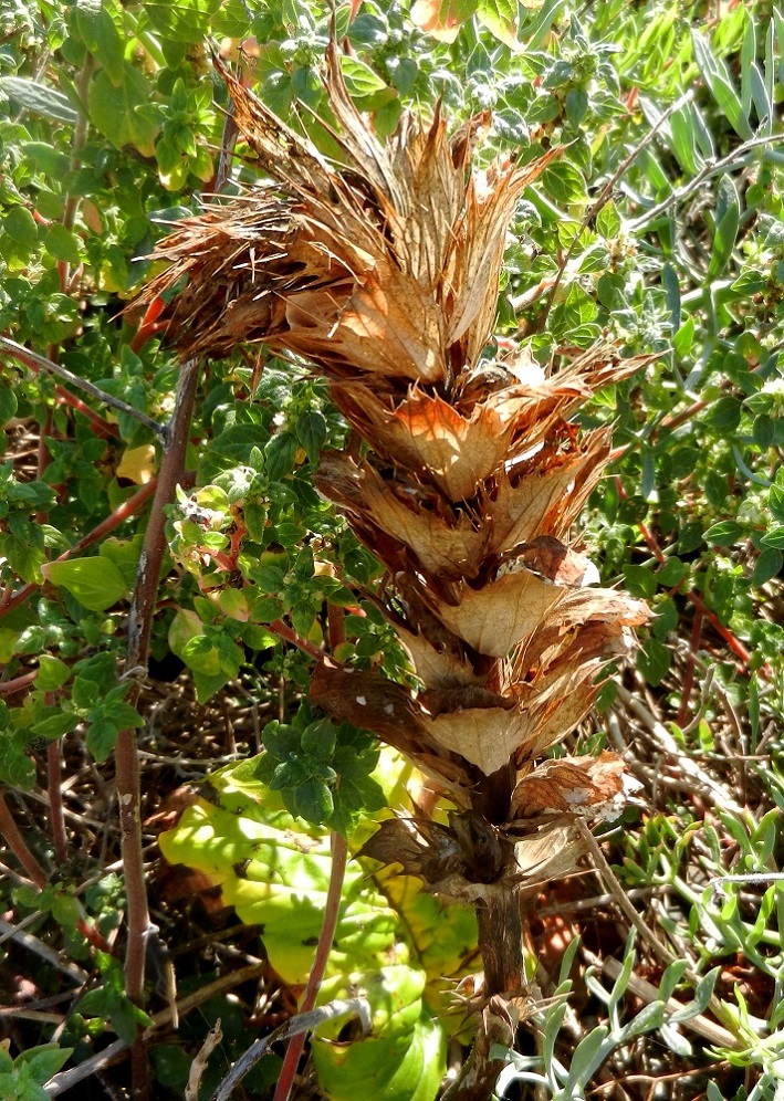 Image of Acanthus mollis specimen.