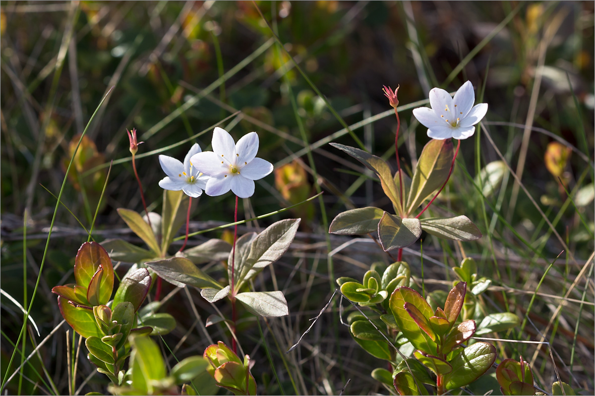 Image of Trientalis europaea specimen.