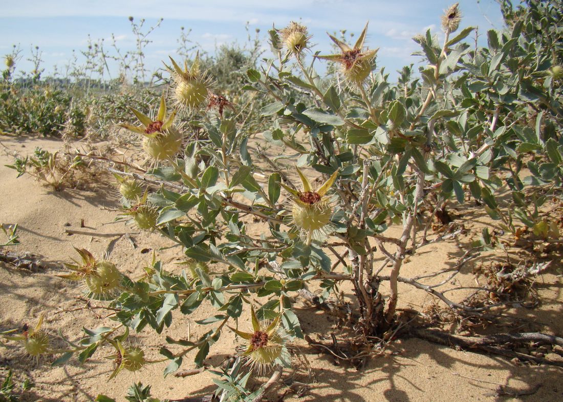 Image of Rosa persica specimen.