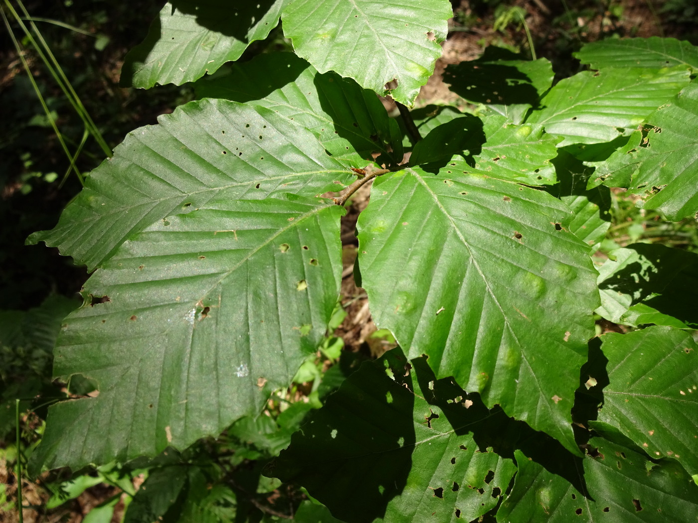 Изображение особи Fagus orientalis.