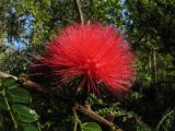 Calliandra haematocephala. Часть побега с соцветием. Испания, Канарские о-ва, Тенерифе, ботанический сад в Пуэрто-де-ла-Крус. 06.03.2008.