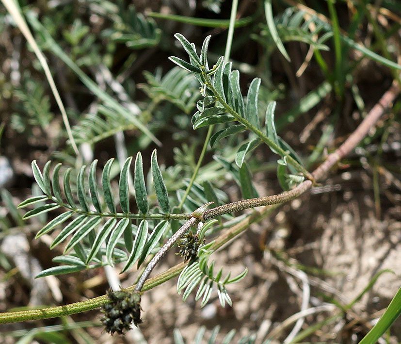 Image of Astragalus karkarensis specimen.