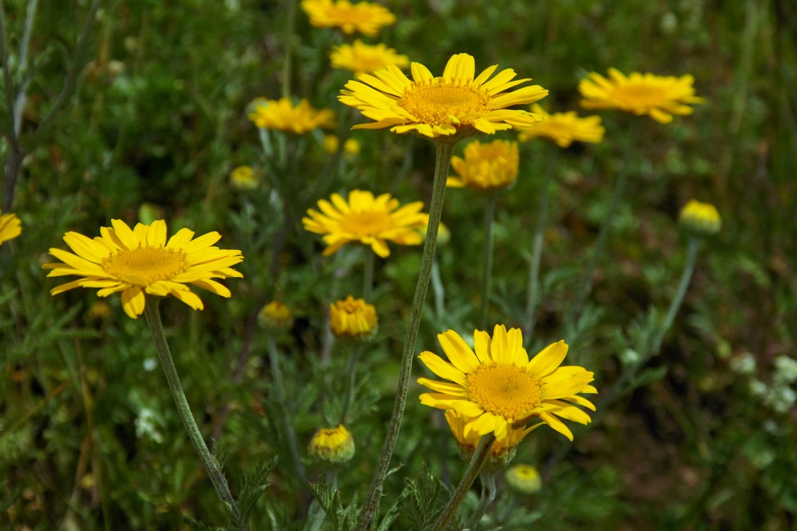 Изображение особи Anthemis tinctoria.