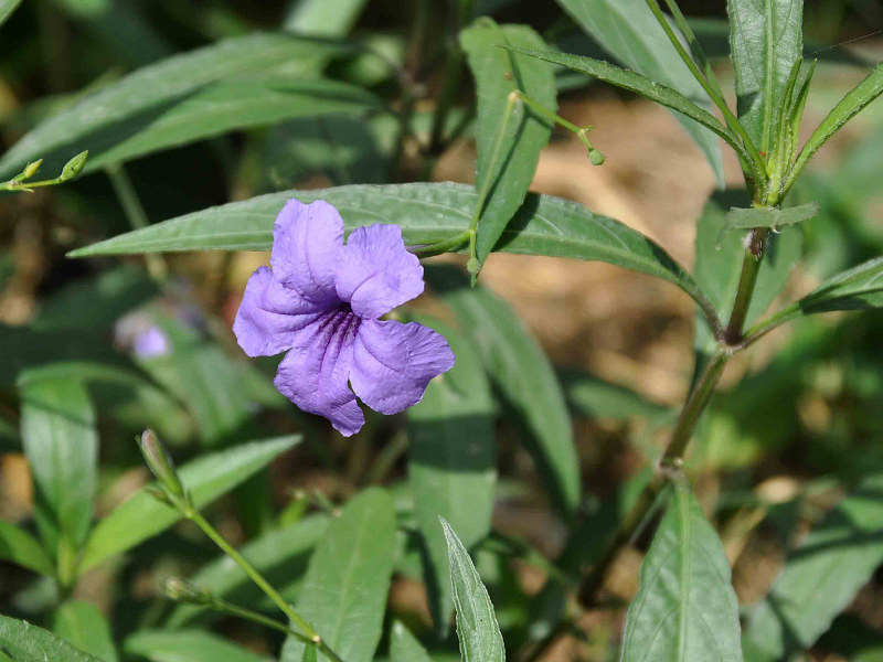 Изображение особи Ruellia simplex.