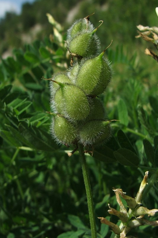 Изображение особи Astragalus cicer.